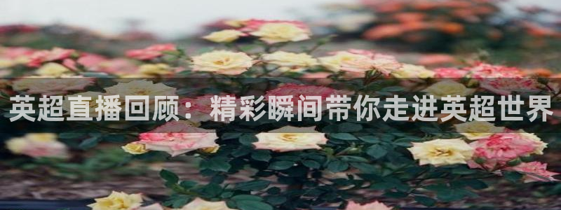 下载松鼠电视直播：英超直播回顾：精彩瞬间带你走进英超世界